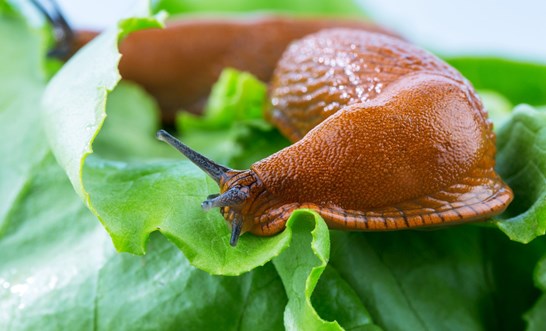 In digital marketing, what is a slug?